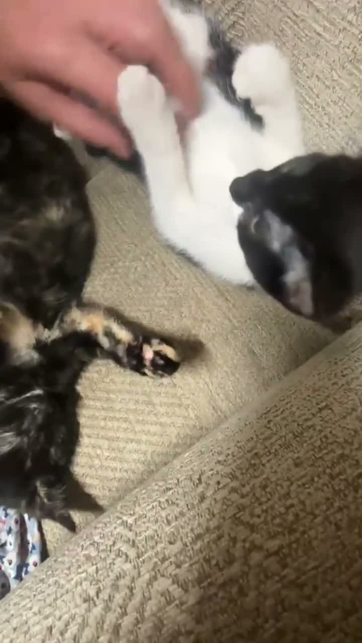 Mixed Breed cats for sale: 1 Gorgeous Female Kitten - Video 1