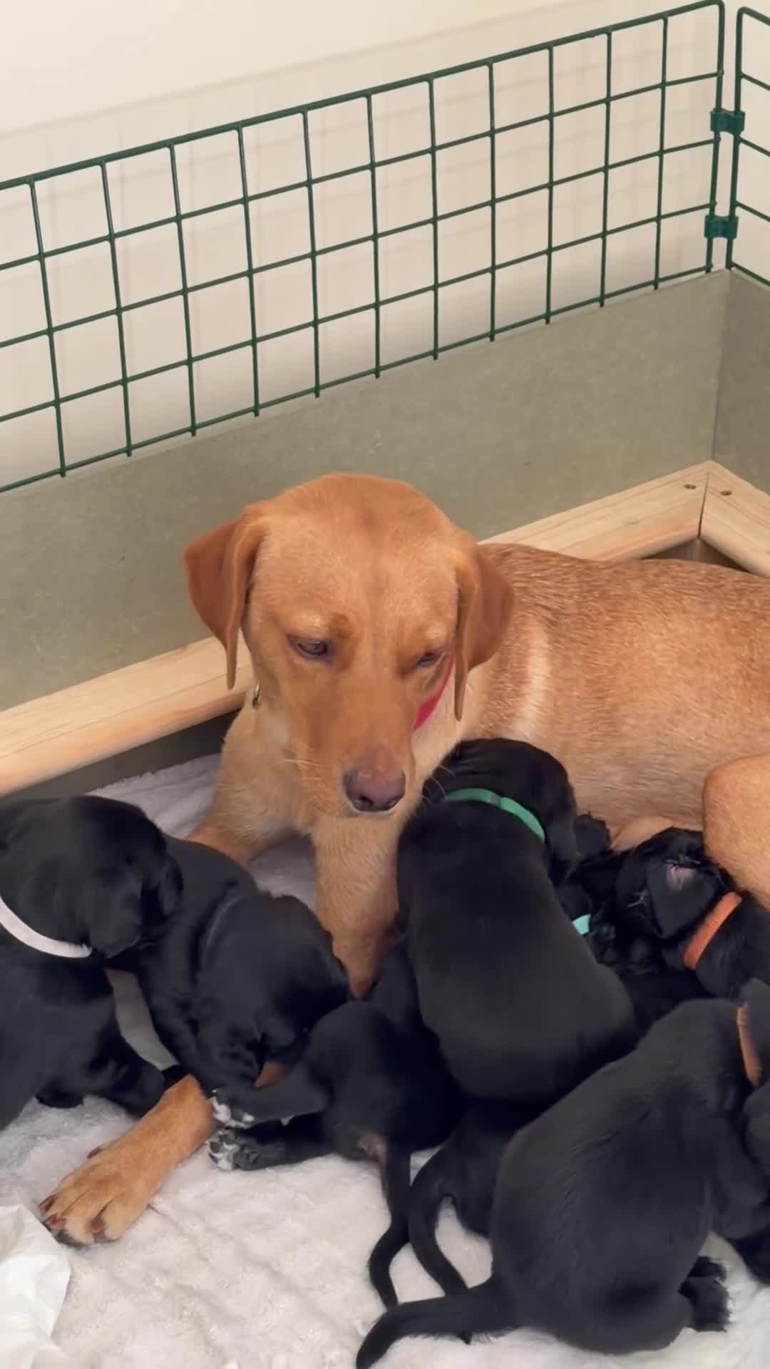 Cockerdor dogs for sale: 🐾 Gorgeous Cockerdor Puppies 🐾 - Video 2