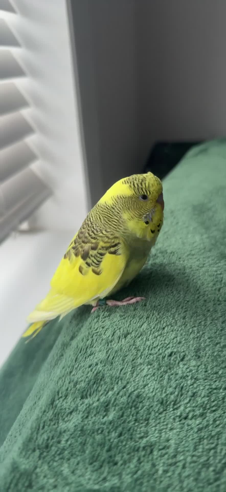 Budgerigars birds for sale: Budgie in Redditch - Video 1