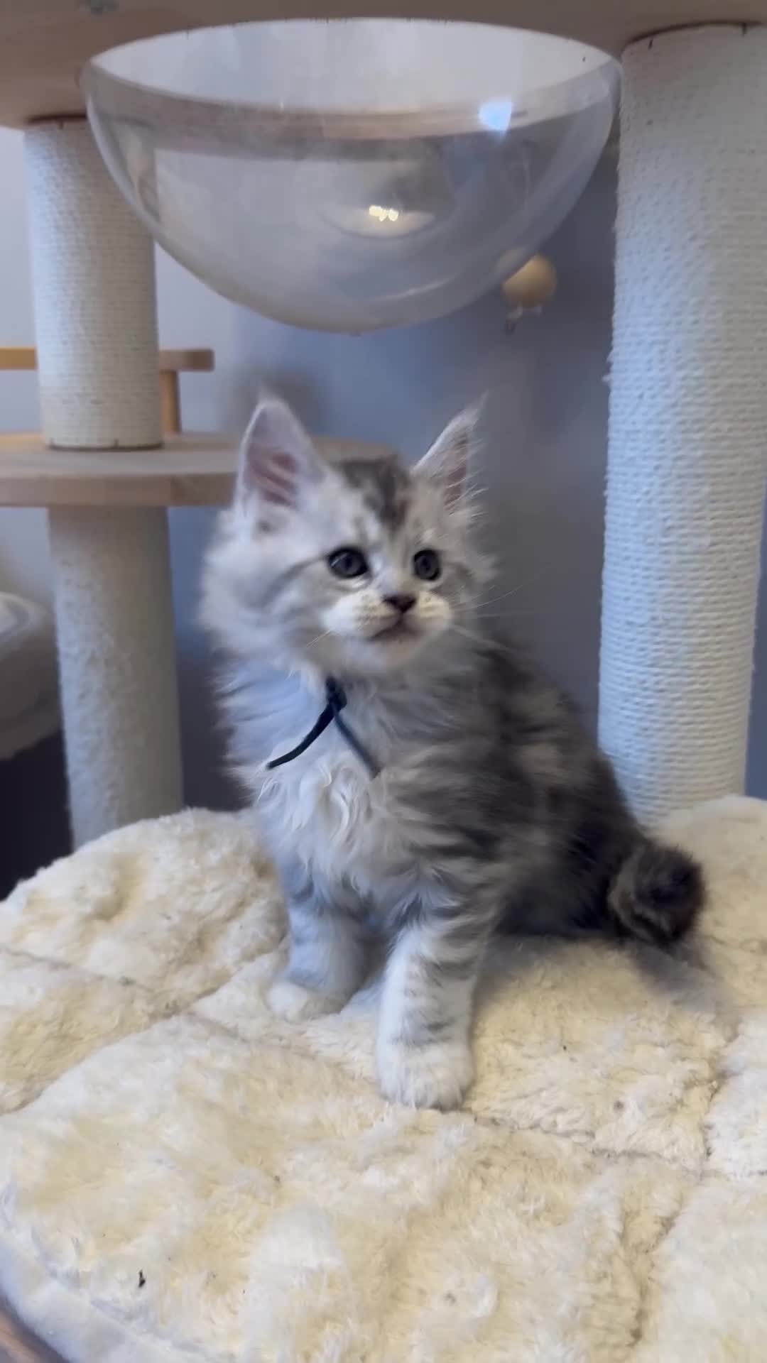 Maine Coon cats for sale: 🌟🌟Beautiful Maine Coon kittens🌟🌟 - Video 5