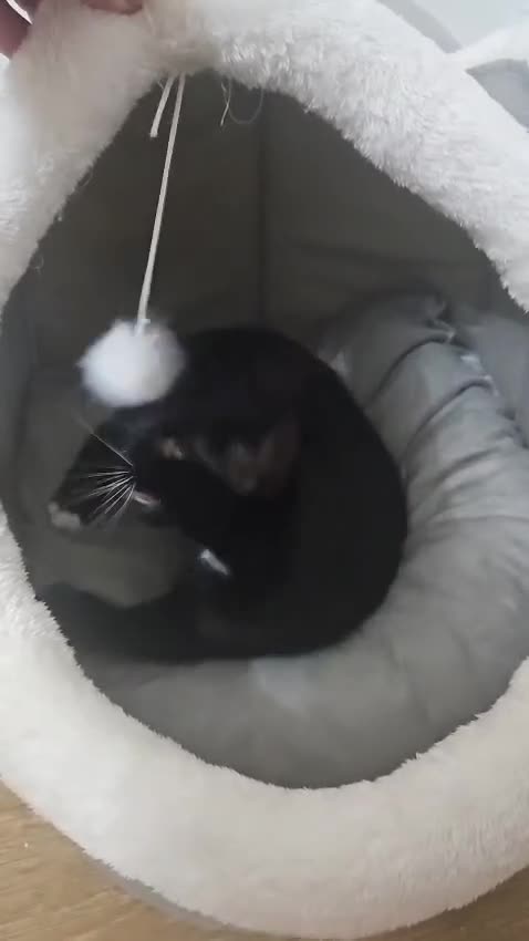 British Shorthair cats for sale: Lovely British Shorthair Looking for a Loving Home in London - Video 1
