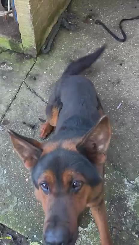 German Shepherd dogs for sale: Tyson Chinese red dog/German shepherd - Video 1