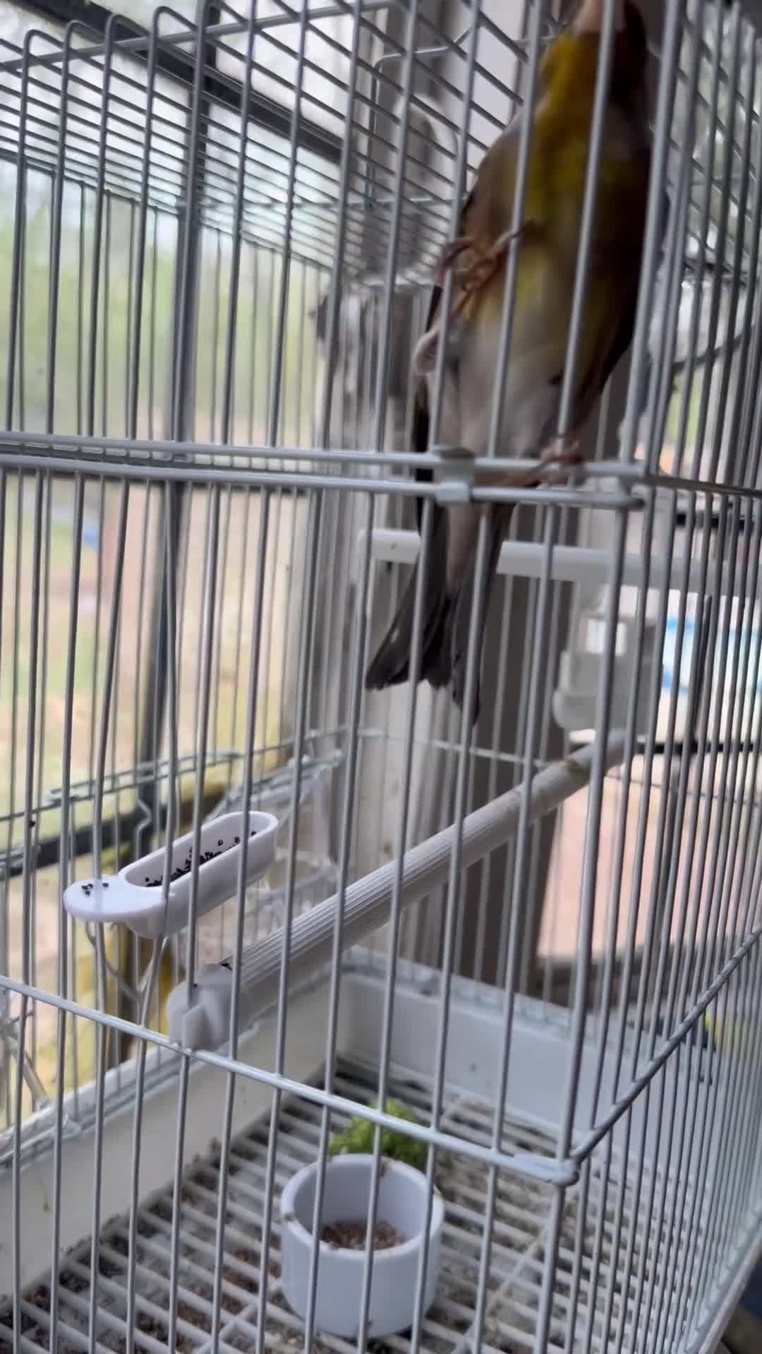 Finches birds for sale: Switty Singing Goldfinch Cock Mule - Video 2