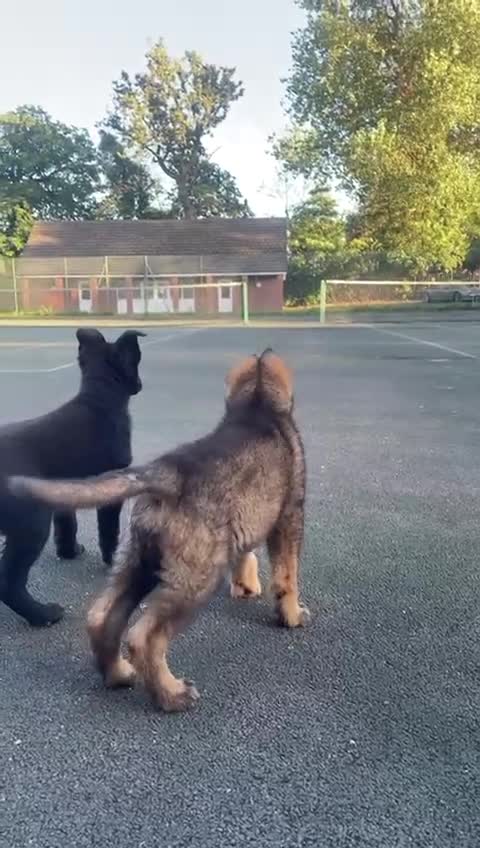 German Shepherd dogs for sale: German Shepherd Puppies-Trained Protection Parents - Video 1