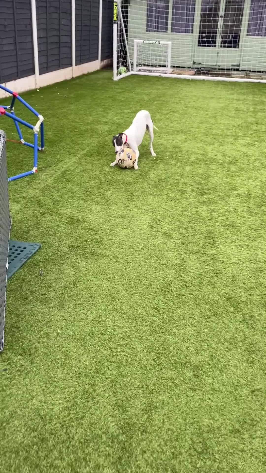 Whippet dogs for sale: Whippet puppy - 7 months - Video 1