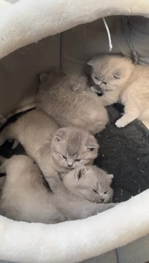British Shorthair cats for stud: Limited time only.GCCF CHAMPION,TICA registered  in Barnsley - Video 2