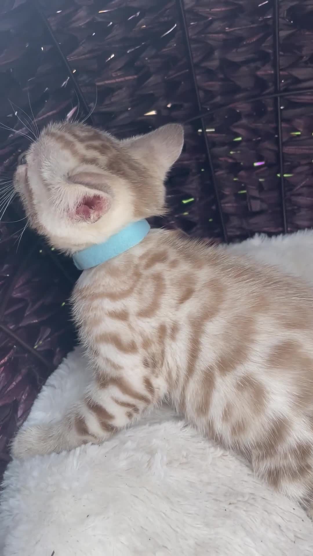 Bengal cats for sale: 3 Pure Bengals left  - Video 3