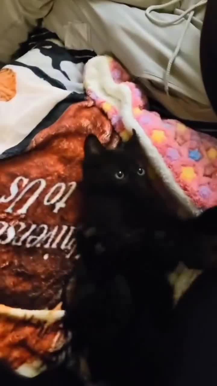 Mixed Breed cats for sale: Long Haired Velvet Black Kittens - Video 1