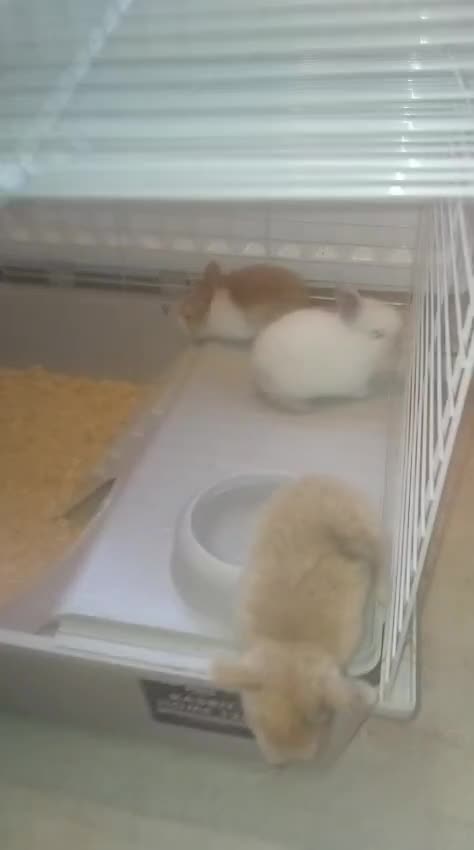 Mini Lion Lop rabbits for sale: Mini lop merl female rabbit  - Video 2