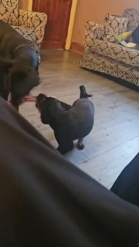 Dobermann dogs for sale: Excellent show quality doberman pups for sale - Video 1