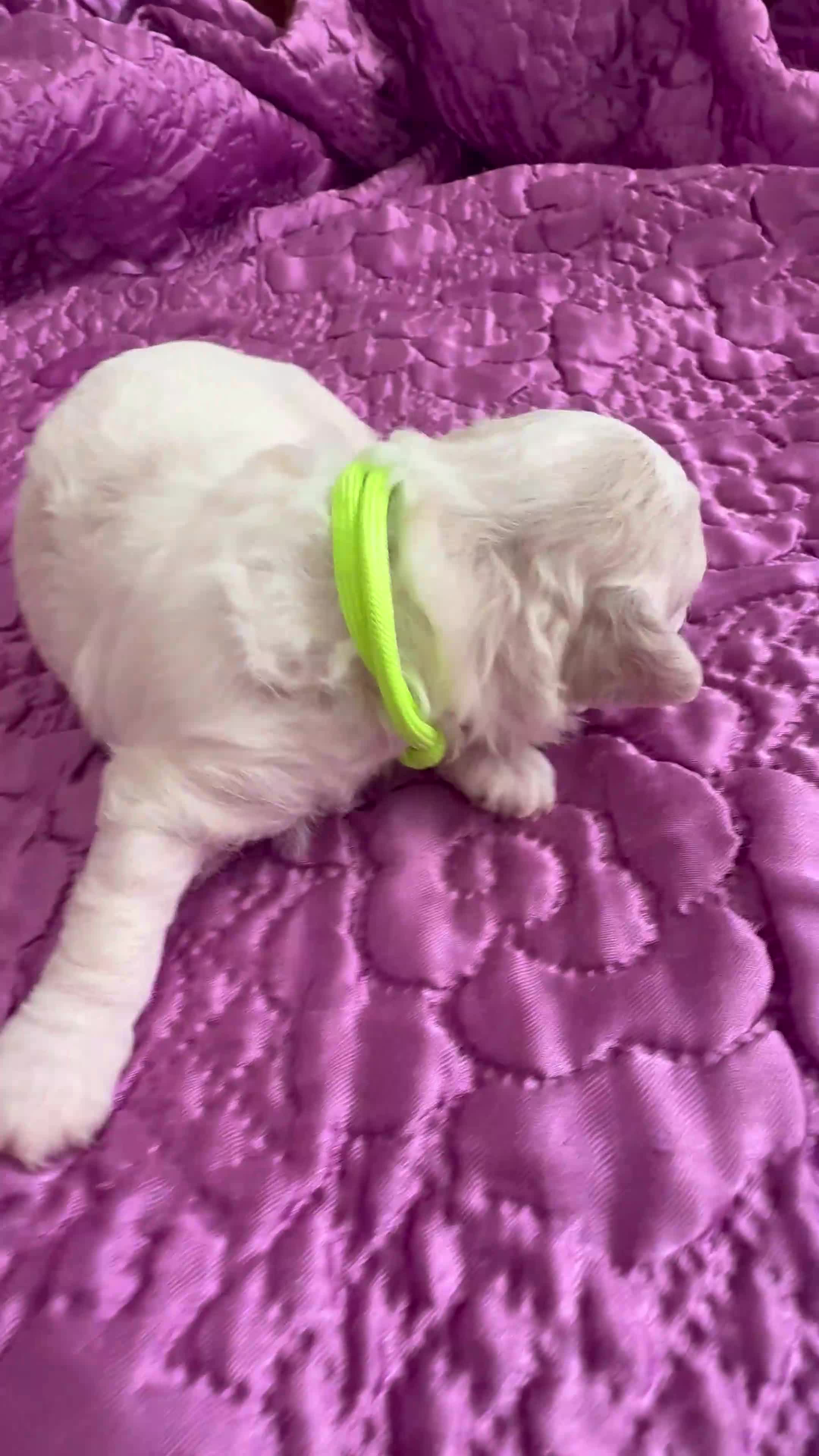 Bichon Frise dogs for sale: ☁️ Little Clouds Looking for Their Forever Home ☁️ - Video 1