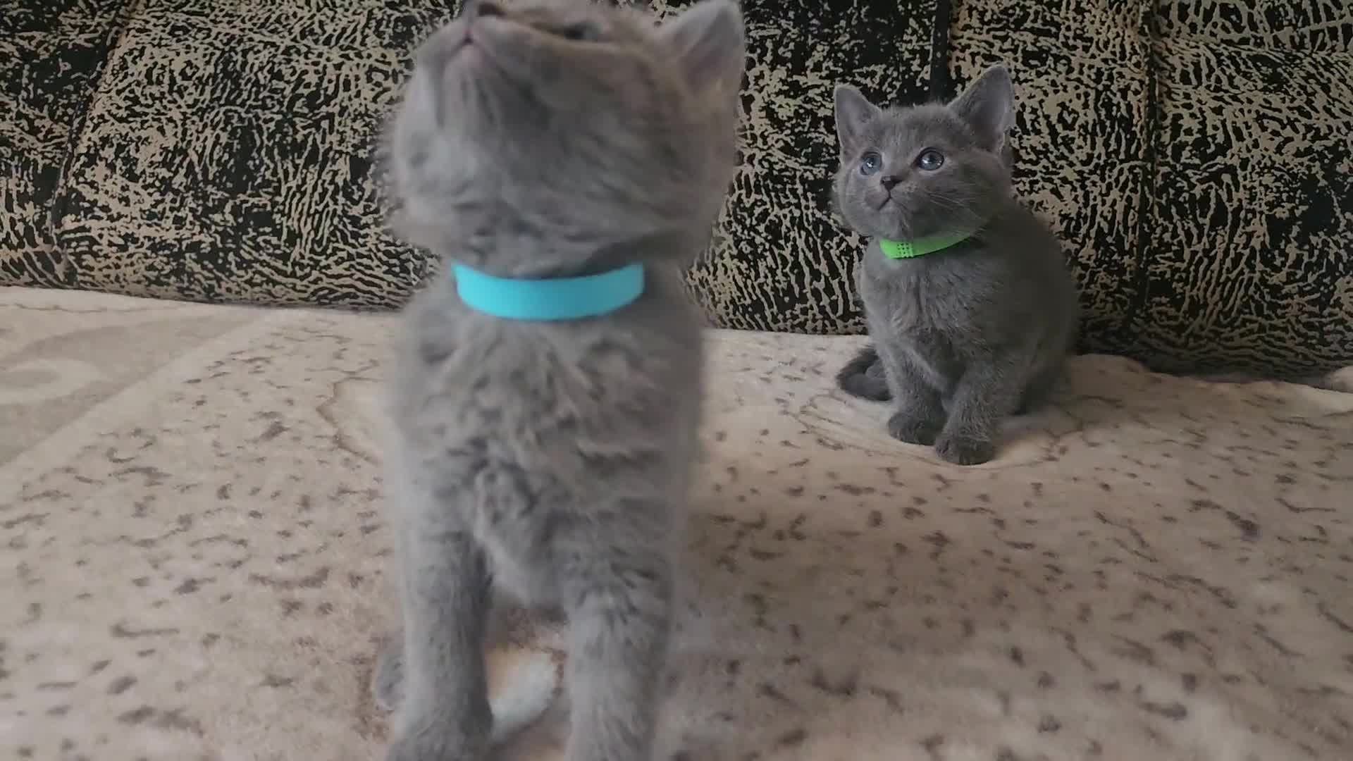 Russian Blue cats for sale: **TICA full pedigree Russian Blue kittens - Video 1