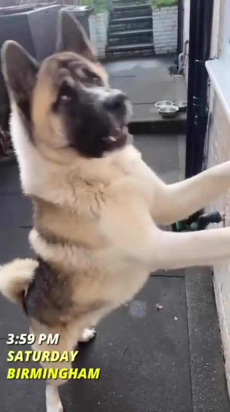 Akita dogs for stud: Ceaser the American Akita Ready for Stud - Video 1