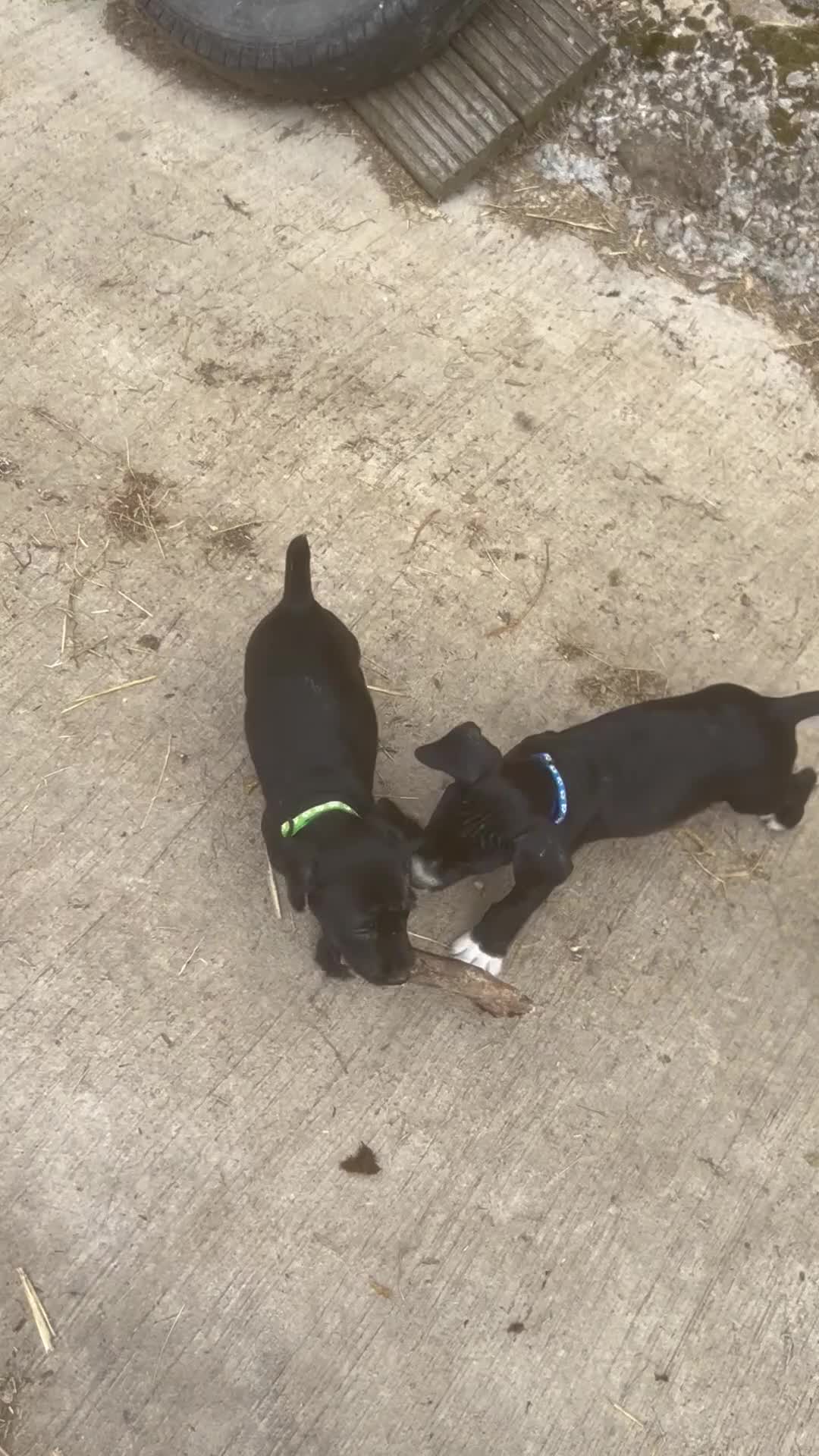 Mixed Breed dogs for sale: READY TO GO! Jack Russell x Cocker Spaniel pups  - Video 5