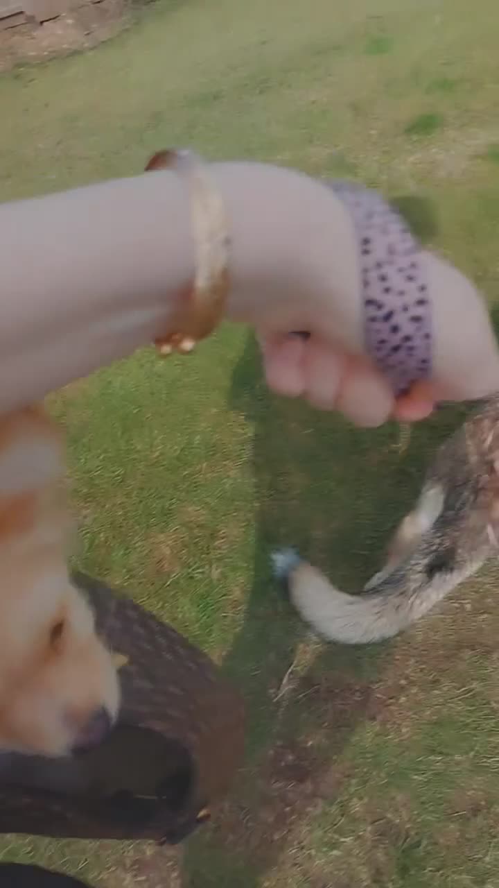 German Shepherd dogs for sale: River female German shepherd  - Video 1