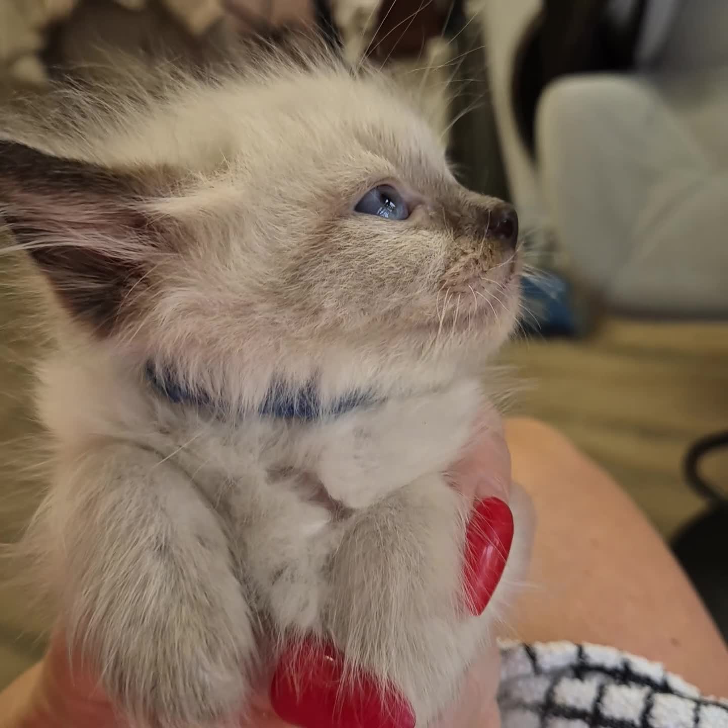 Ragdoll cats for sale: Beautiful Ragdolls Parents health tested 💖 - Video 1