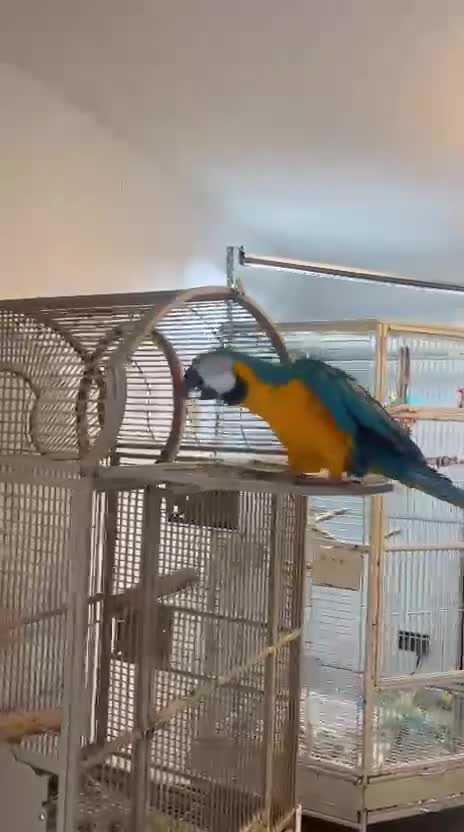 Macaws birds for sale: Green and Blue Macaw and Green Wing Macaw for Sale - Video 1