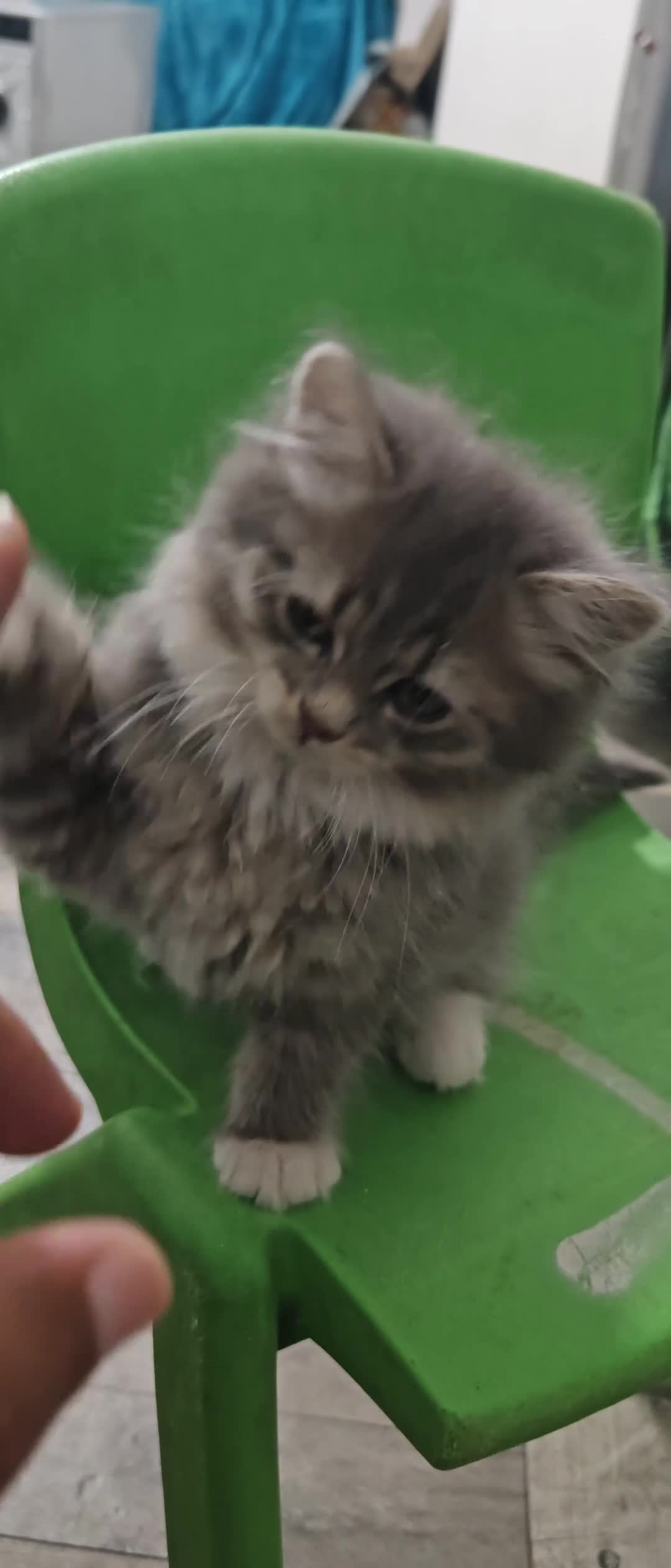 Mixed Breed cats for sale: 🐾 Adorable Persian X Female Kittens For Sale🐾  - Video 1