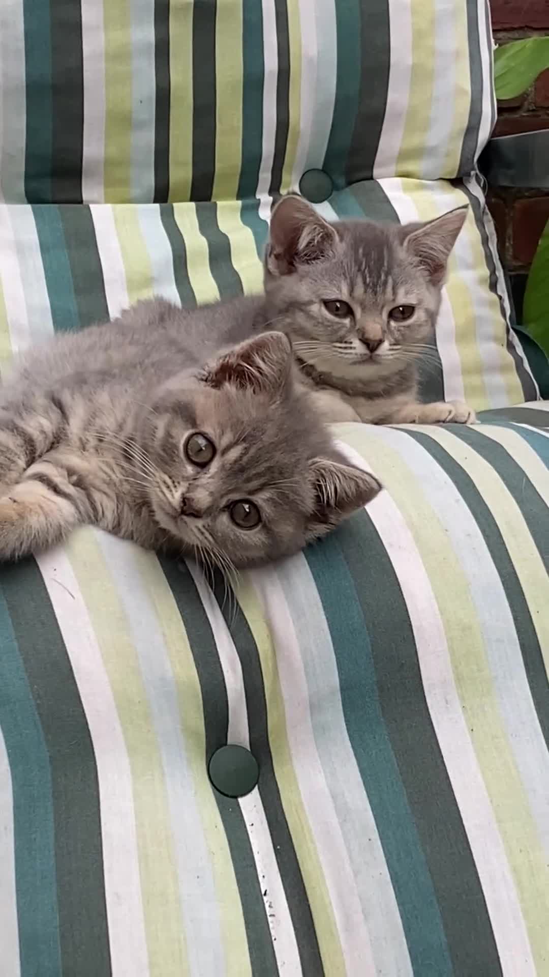 British Shorthair cats for sale: British shorthair kittens  - Video 1