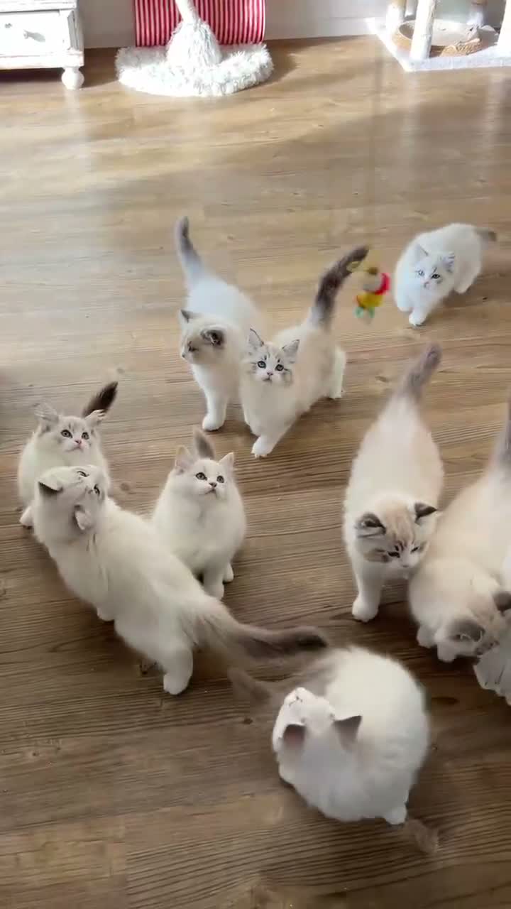 Ragdoll cats for sale: READY NOW Bicolour Lynx Ragdoll kittens - Video 1