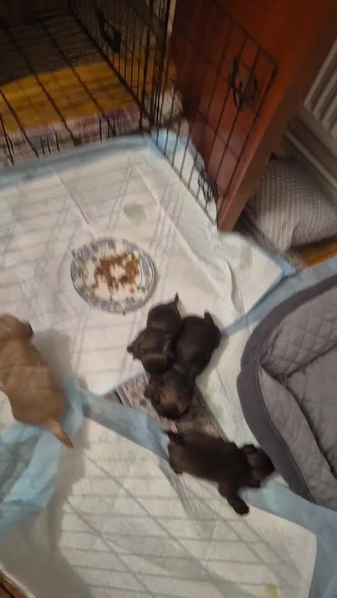 Yorkshire Terrier dogs for sale: Yorkshire terrier minature - Video 1