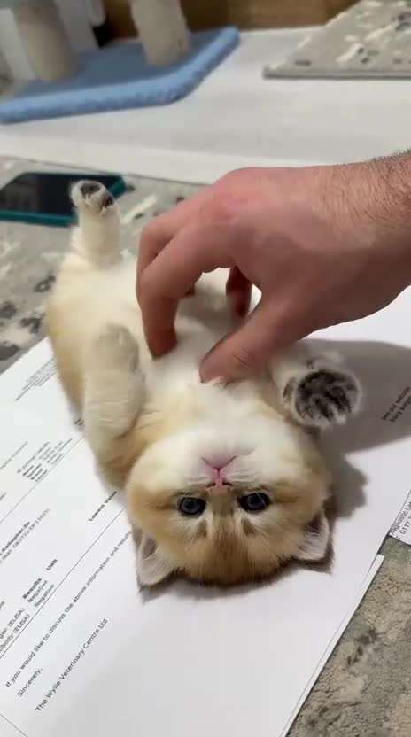 British Shorthair cats for sale: CHAMPION GOLDEN BRITISH SHORT HAIR KITTEN MALE - Video 1