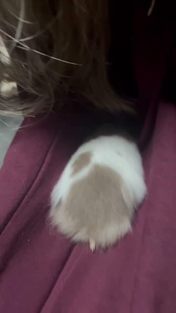 Hamster rodents for sale: Hamster male 9 weeks old  - Video 1