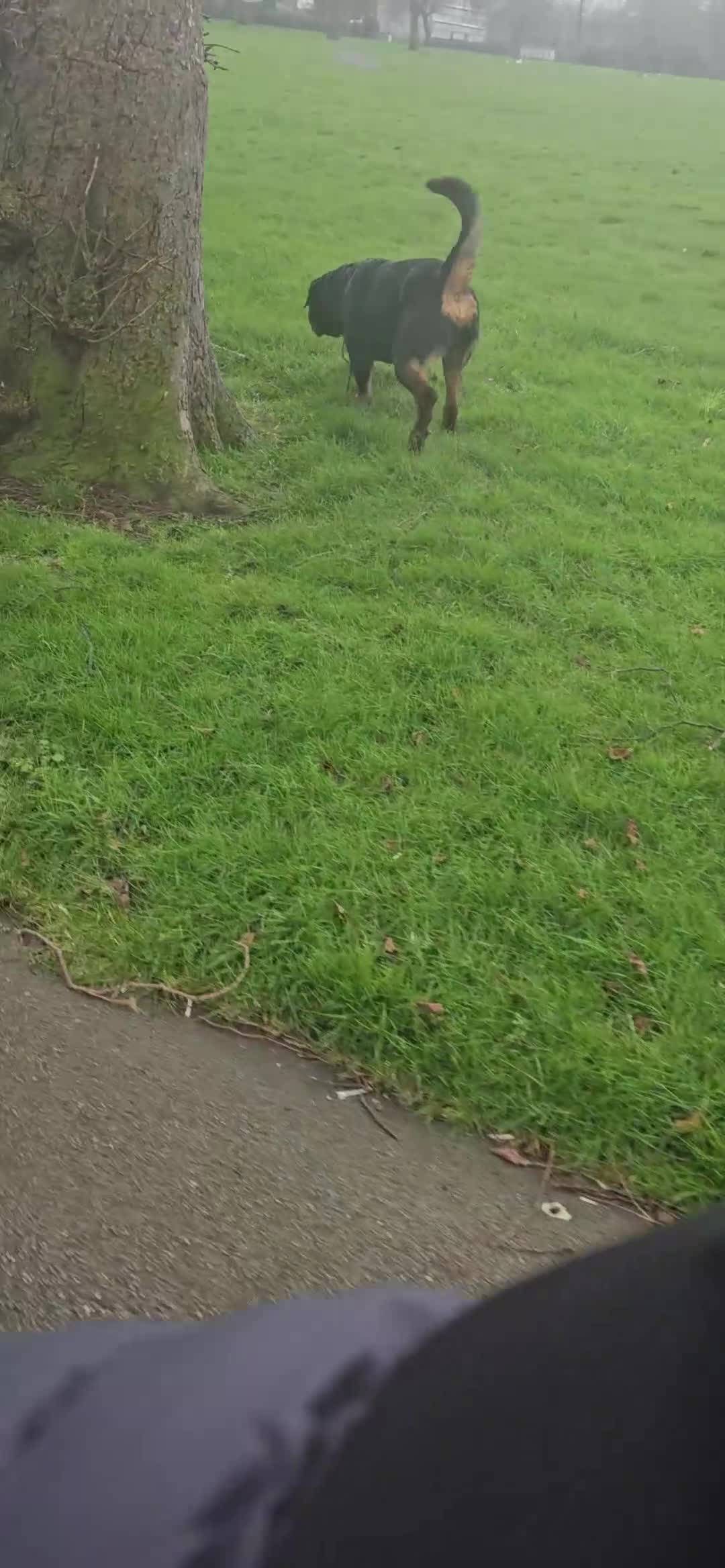 Rottweiler dogs for sale: Parlo 3 not 2 (mistake) - Video 1