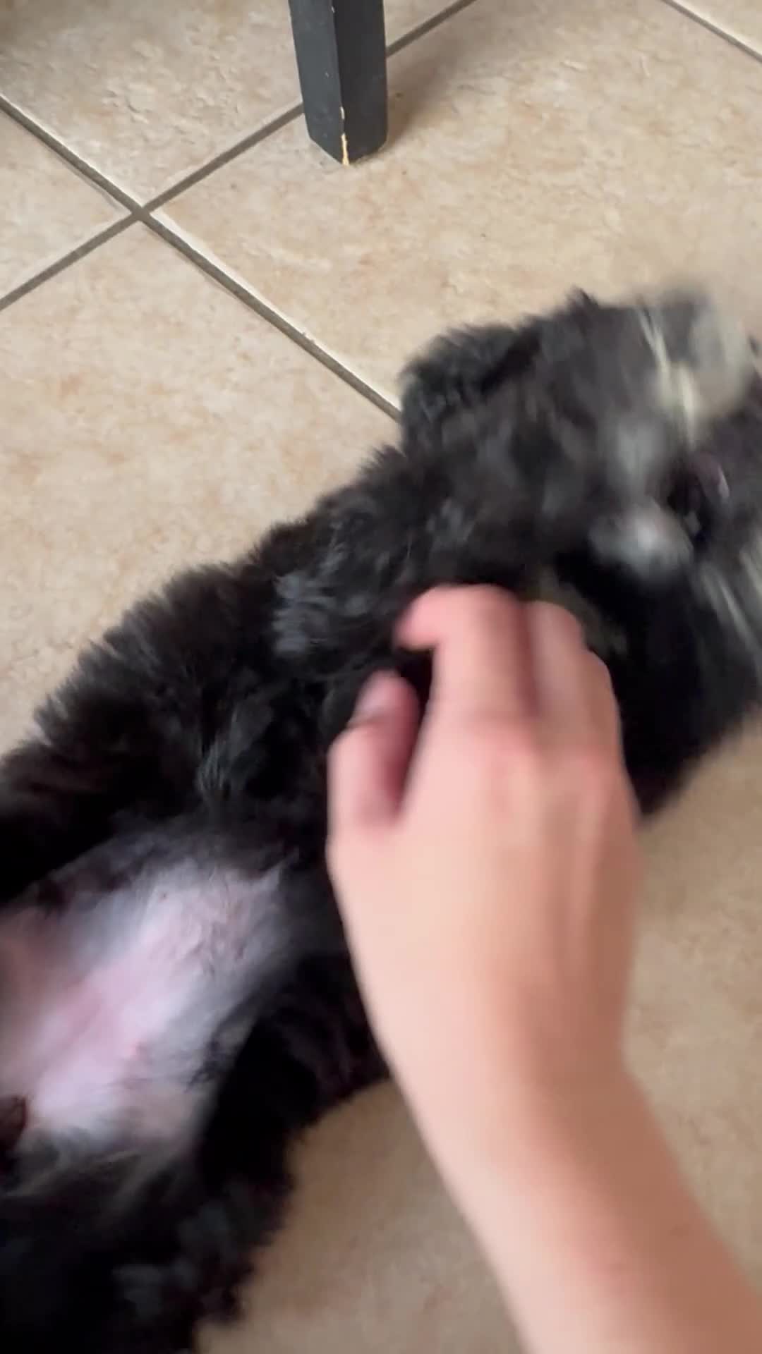 Bernedoodle dogs for sale: 🐾🐶 Stunning chunky bernedoodle babies 🐶🐾 - Video 3