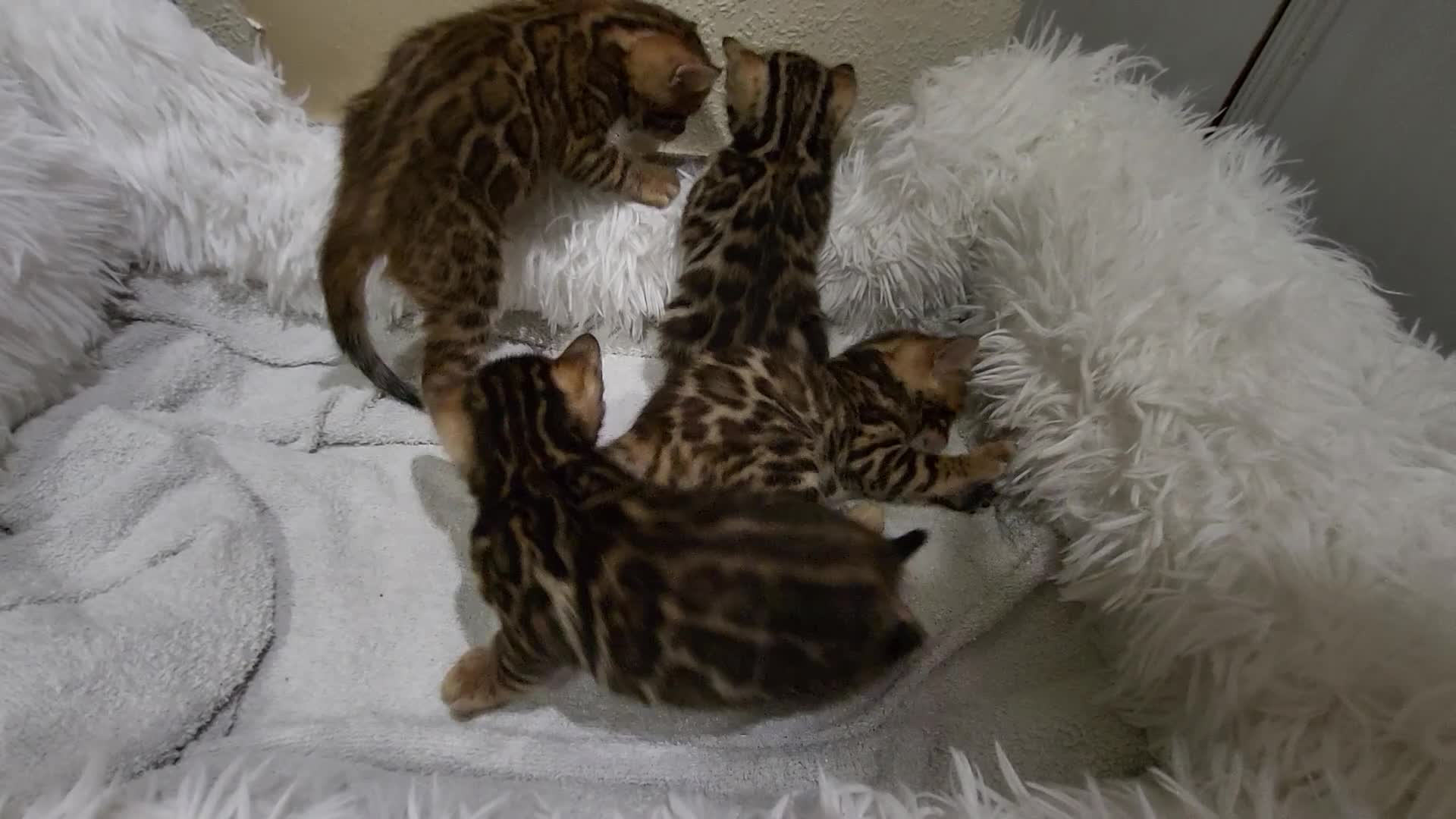 Bengal cats for sale: Pedigree,  TICA, loving, luxurious bengals - Video 1