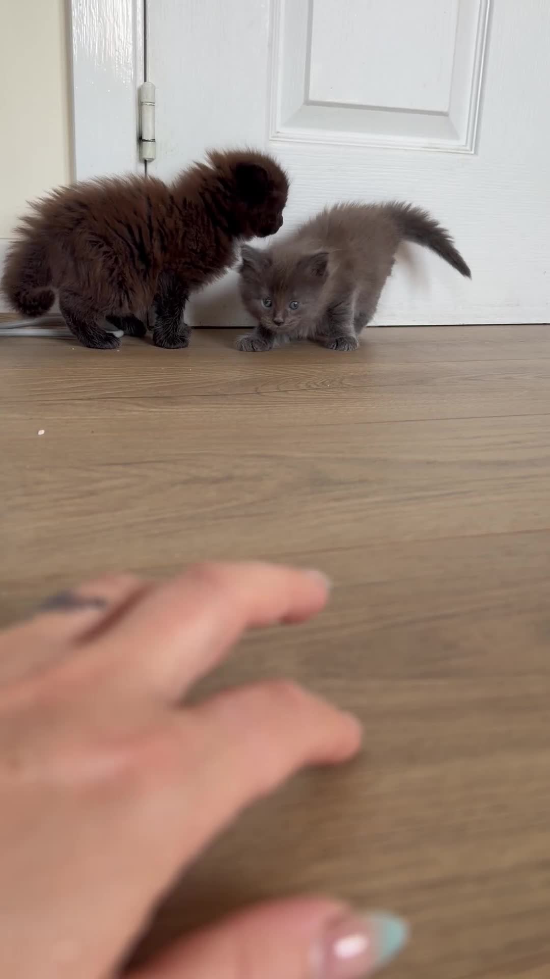 Maine Coon cats for sale: Maine Coon kittens  - Video 2