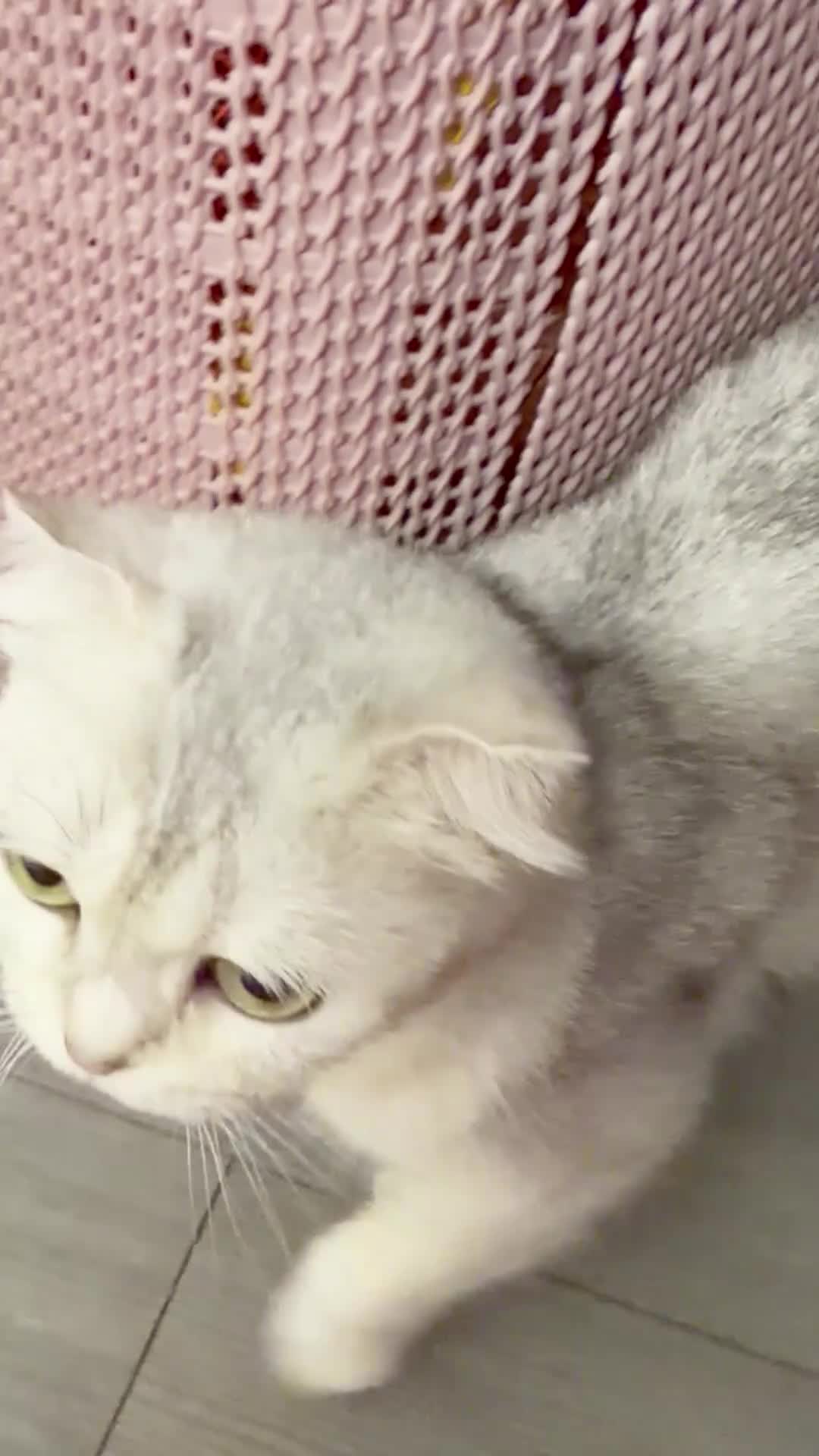 Scottish Fold cats for sale: Adorable Scottish Fold/straight Kittens for Sale - Video 2