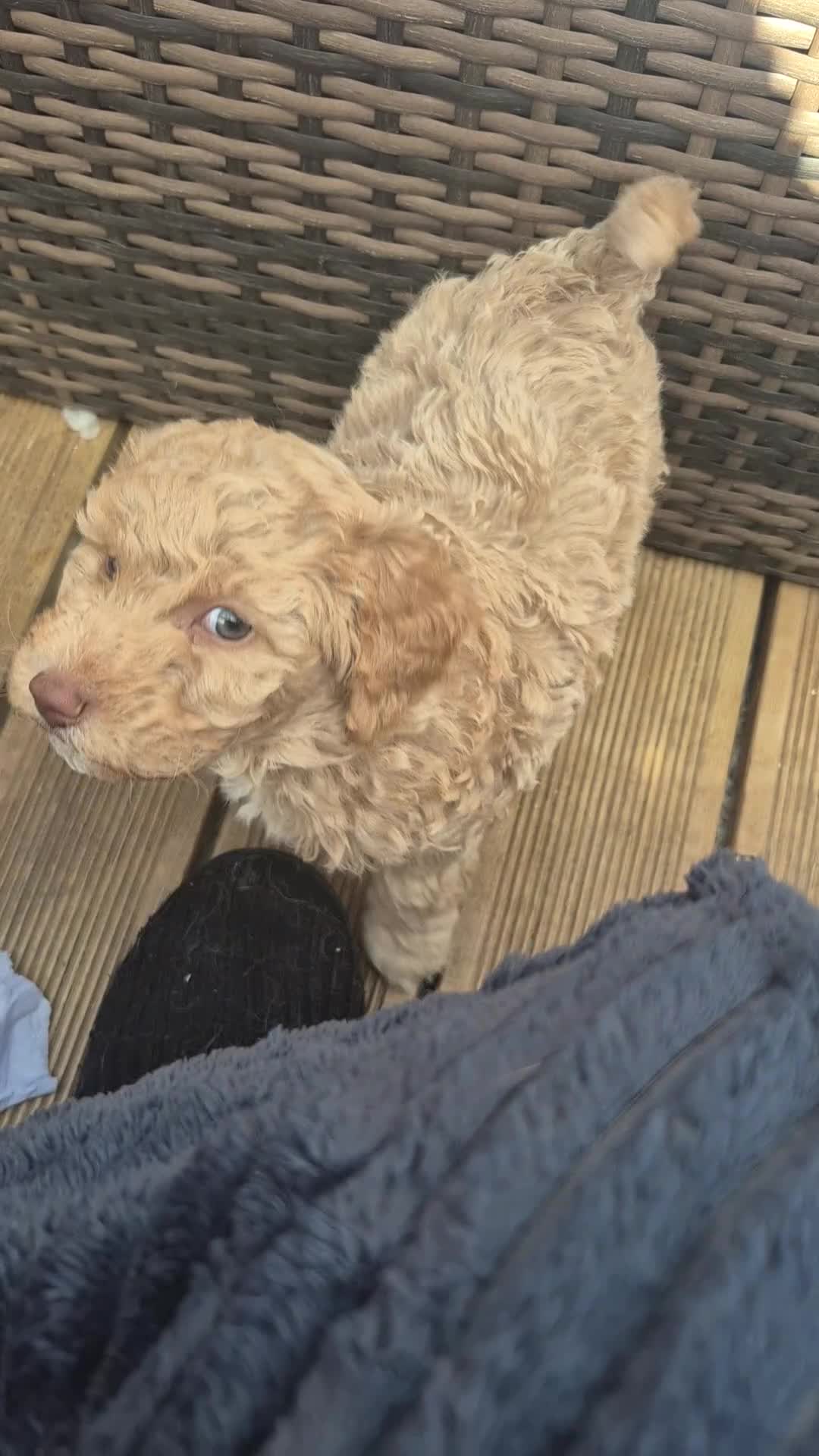 Double Doodle dogs for sale: Double doodle puppies - Video 2