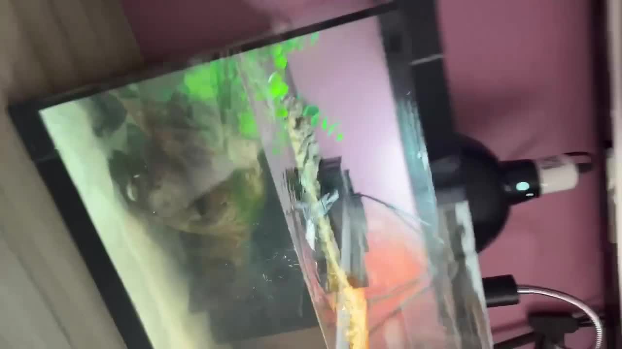 Turtle reptiles for sale: Musk turtle and full set up  - Video 1
