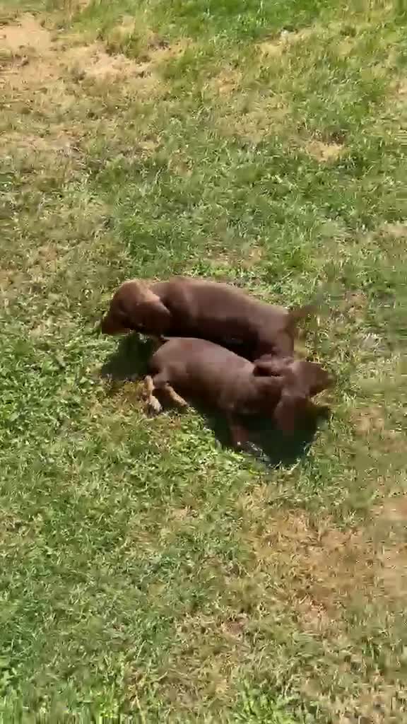 Miniature Dachshund dogs for sale: True miniature chocolate dachshunds  - Video 1