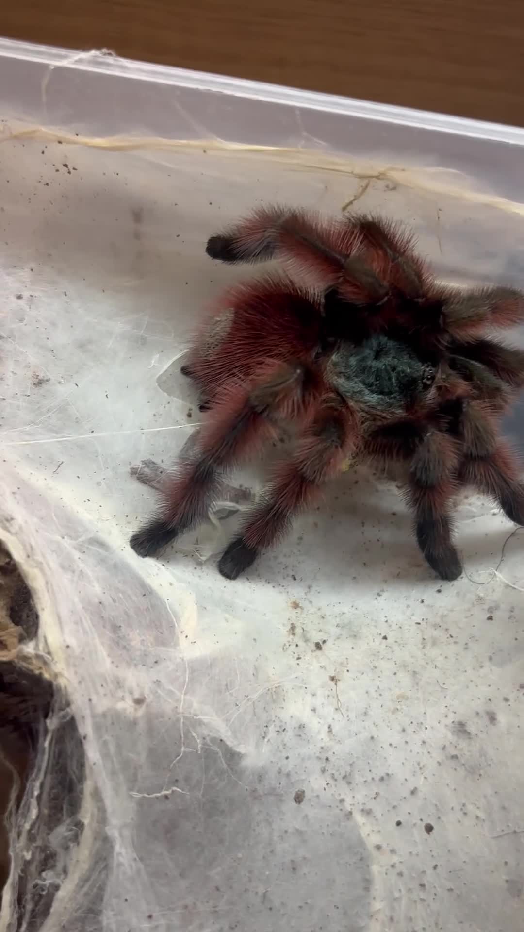 Tarantulas invertebrates for sale: Adult matured female C.versicolour  - Video 1
