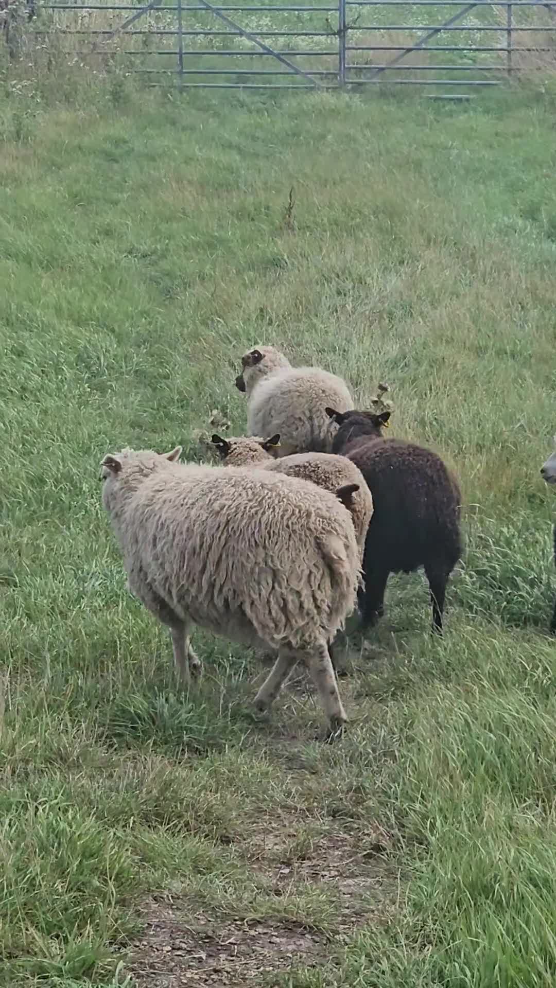 Sheep livestock for sale: Shetland sheep  - Video 1