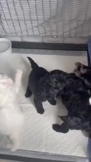 Shihpoo dogs for sale: 1 Shih poo girl ready to leave  - Video 4