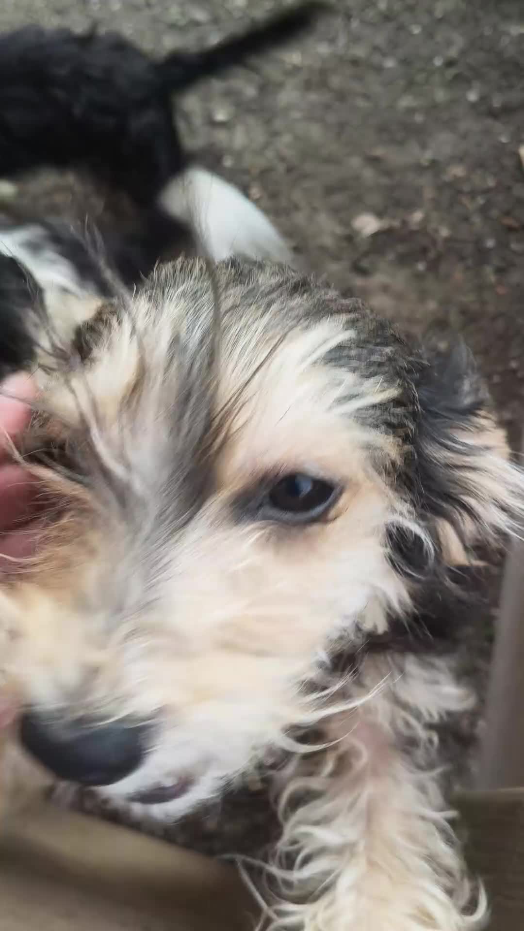 Cockapoo dogs for sale: Minuture Cockapoos Ready Now - Video 1