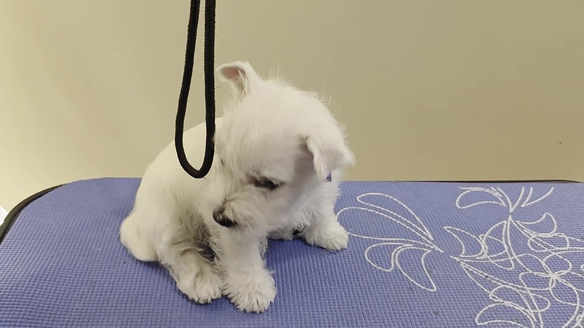 West Highland Terrier dogs for sale: Strong full of life and joy girls KC registered  - Video 1