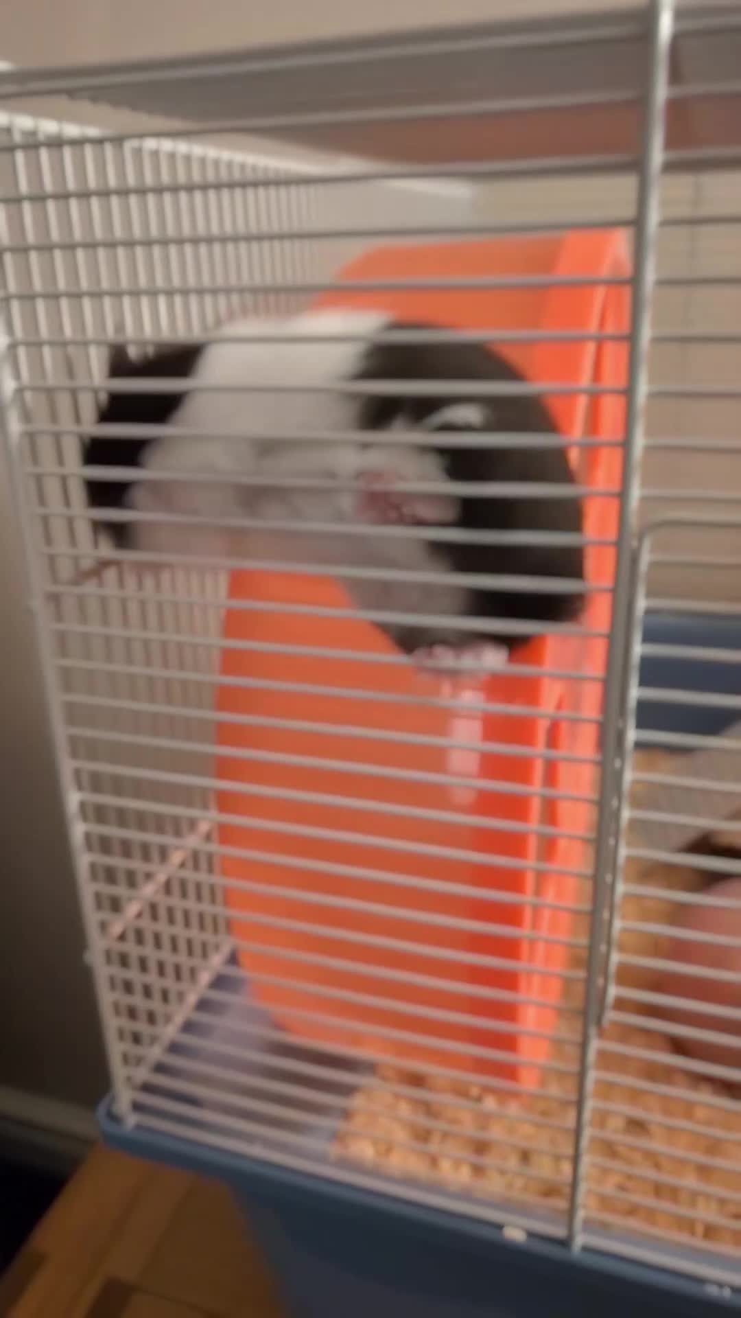 Hamster rodents for sale: Syrian hamster female  - Video 2