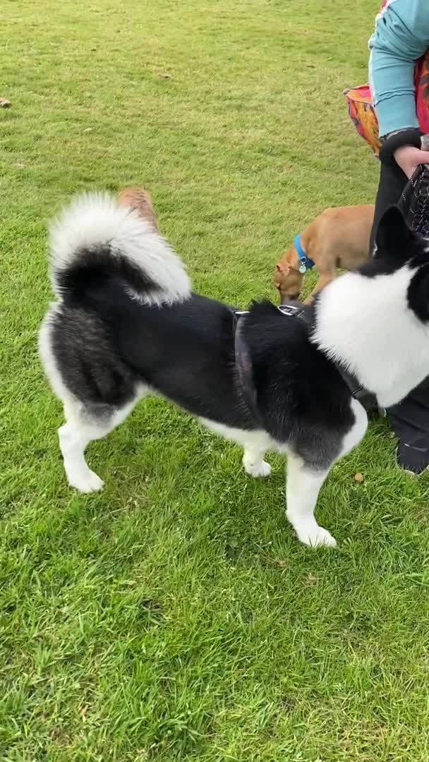 Siberian Husky dogs for stud: Stunning Blue eye Sibrian Husky for Stud (Proven) in Liverpool - Video 1