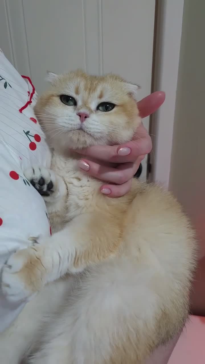 British Shorthair cats for sale: Rehoming  - Video 1