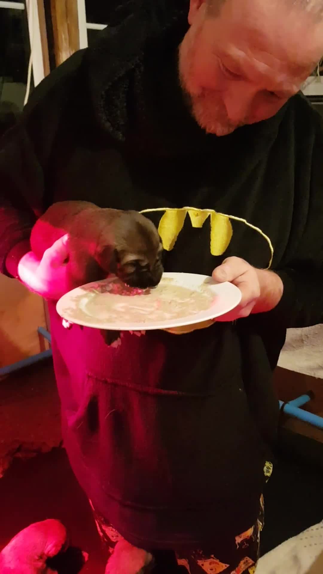 Irish Wolfhound dogs for sale: Exquisit KC registered Irish Wolfhound litter - Video 1