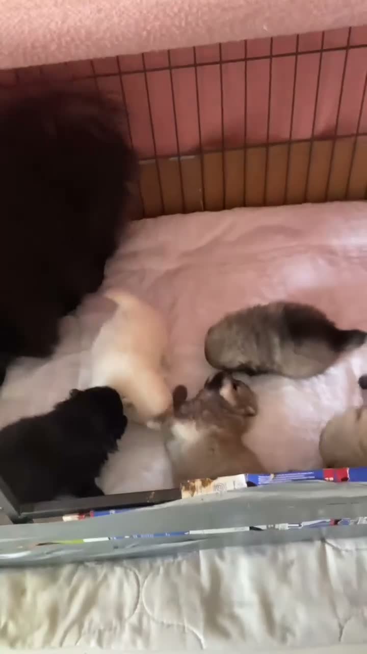 Pomeranian dogs for sale: Gorgeous Pom Puppies  - Video 1