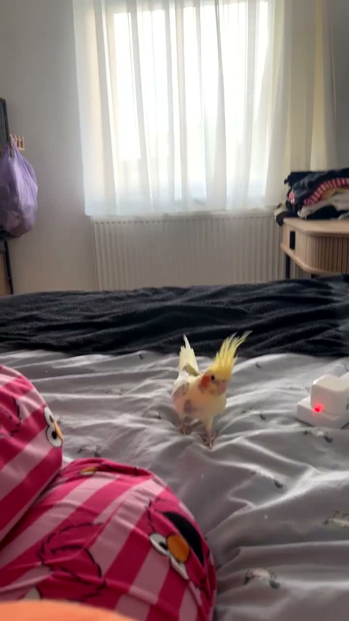 Cockatiels birds for sale: Cockatiels for adoption  - Video 1