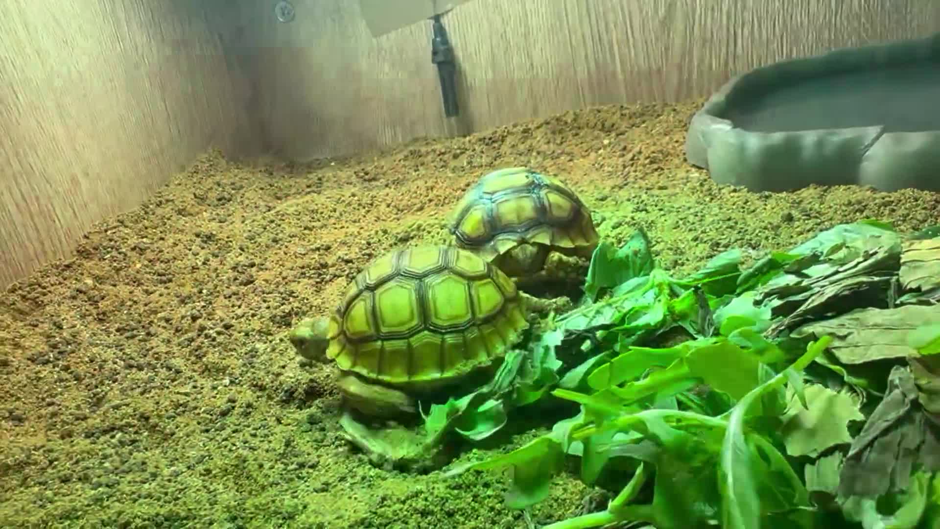 Tortoise reptiles for sale: Baby Sulcata Tortoises - Video 1