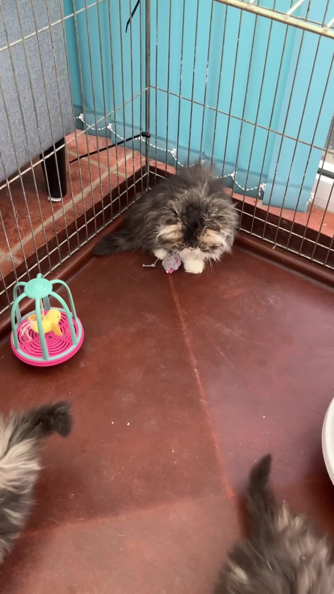 Persian cats for sale: GCCF registered Pure Persian Kittens  - Video 1