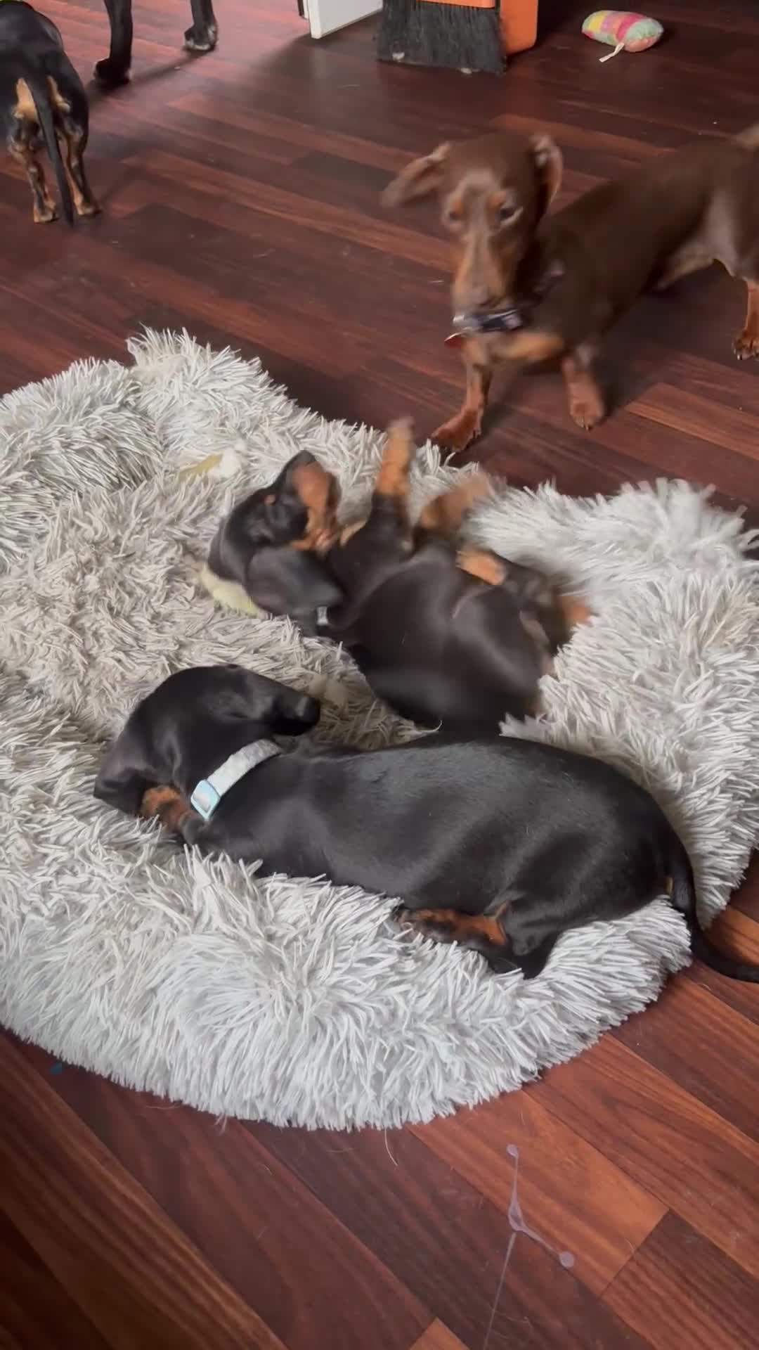 Dachshund dogs for sale: Miniature Male Dachshunds  in Pontefract - Video 2