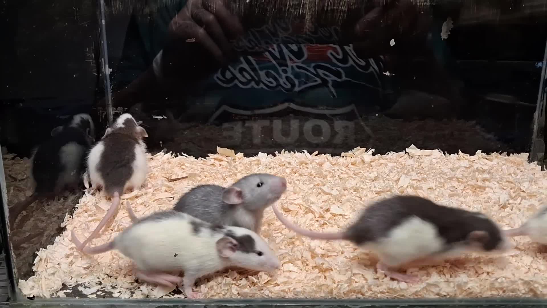 Rat rodents for sale: Baby Dumbo rats, natural, Rex , Nakeds - Video 2